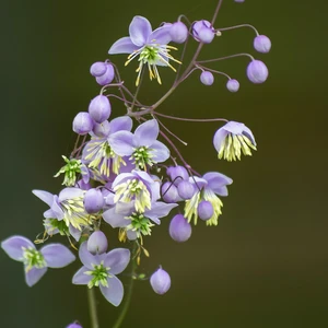 Image Credit: Paul van de Velde